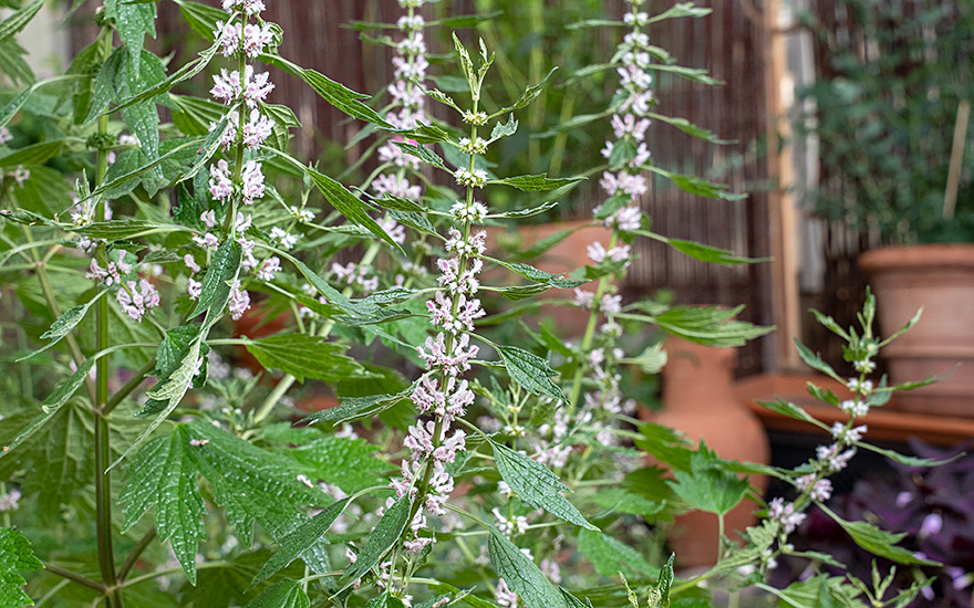 Herzgespann (Pflanze)