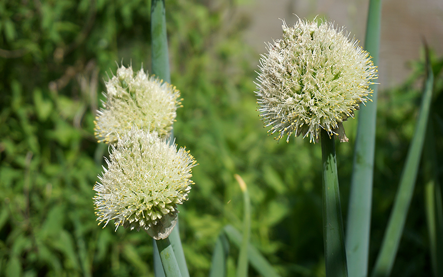 Winterheckezwiebel (Saatgut)