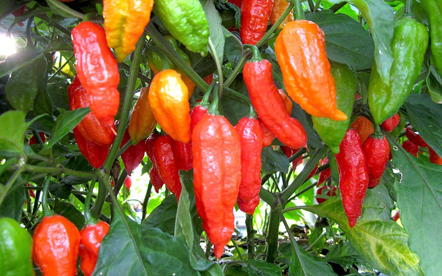 Chili „Naga Jolokia“ (Pflanze)