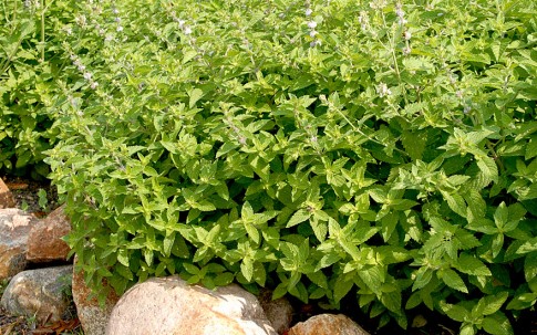 Chinesische Minze (Pflanze) Mentha haplocalyx Minze MacaMyrte